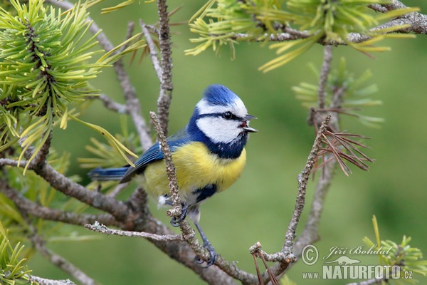 Blue Tit (Cyanistes caeruleus)