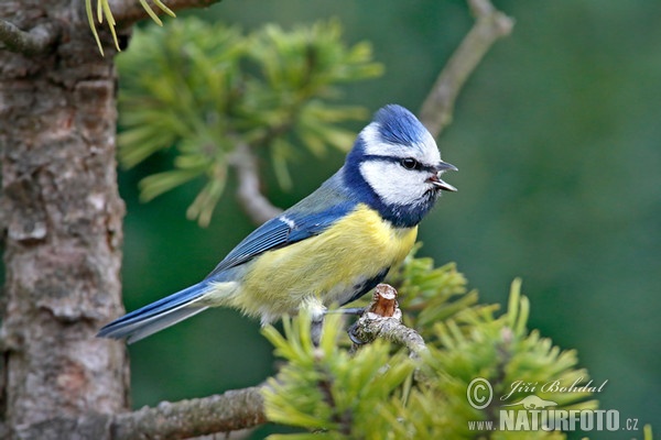 Blue Tit (Cyanistes caeruleus)