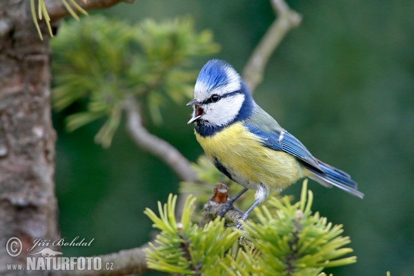 Blue Tit (Cyanistes caeruleus)