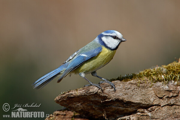 Blue Tit (Cyanistes caeruleus)