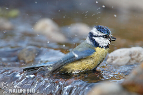 Blue Tit (Cyanistes caeruleus)