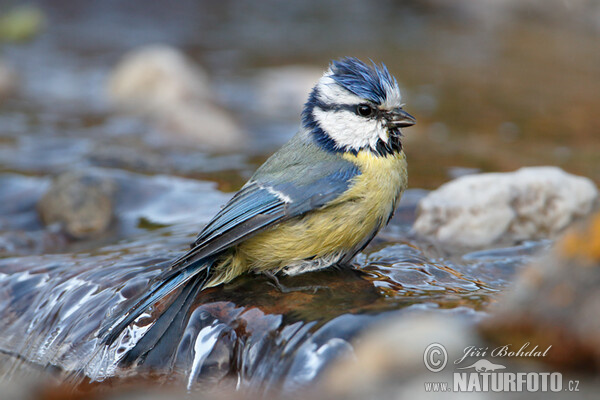 Blue Tit (Cyanistes caeruleus)