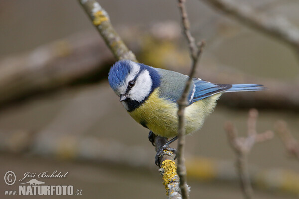 Blue Tit (Cyanistes caeruleus)