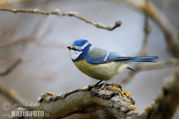 Blue Tit (Cyanistes caeruleus)