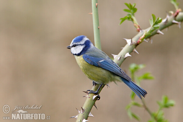 Blue Tit (Cyanistes caeruleus)