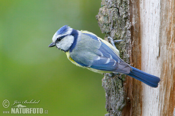 Blue Tit (Cyanistes caeruleus)