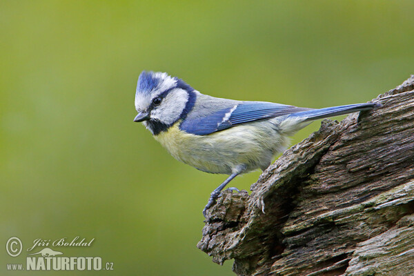 Blue Tit (Cyanistes caeruleus)