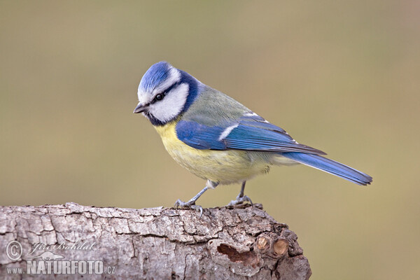 Blue Tit (Cyanistes caeruleus)