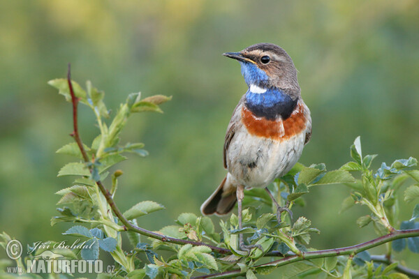 Bluethroat (Luscinia svecica)