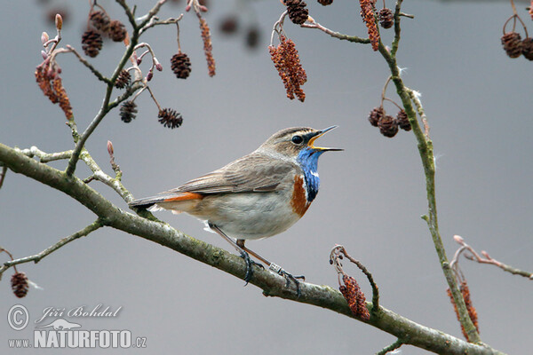 Bluethroat (Luscinia svecica)