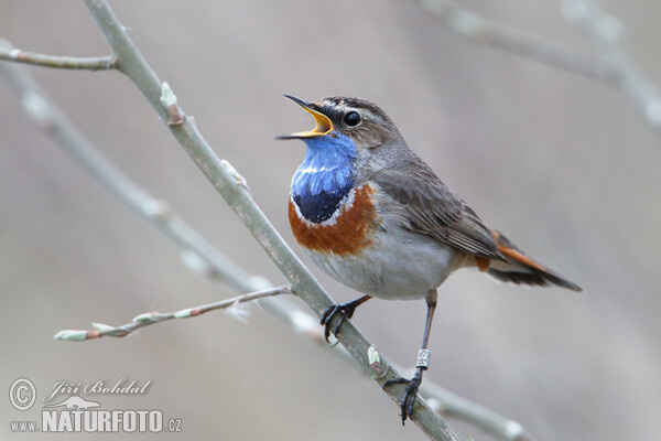 Bluethroat (Luscinia svecica)