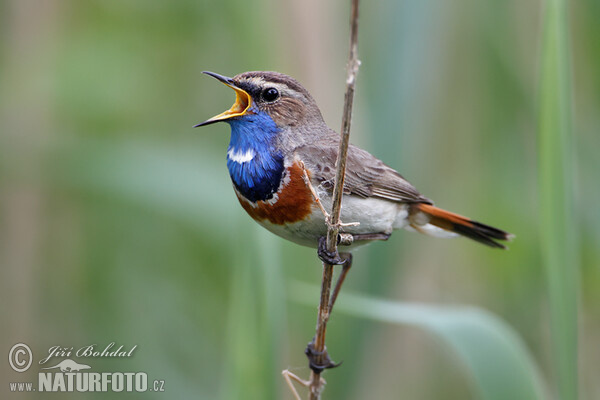 Bluethroat (Luscinia svecica)