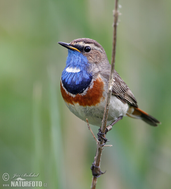 Bluethroat (Luscinia svecica)