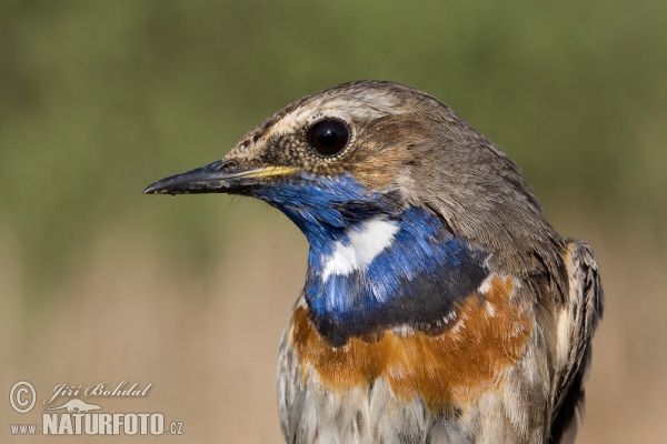 Bluethroat (Luscinia svecica)