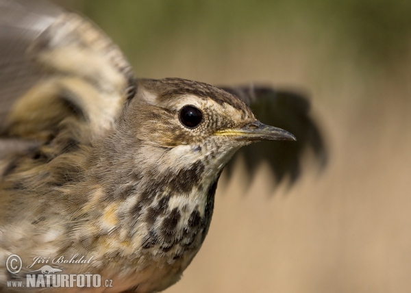 Bluethroat (Luscinia svecica)