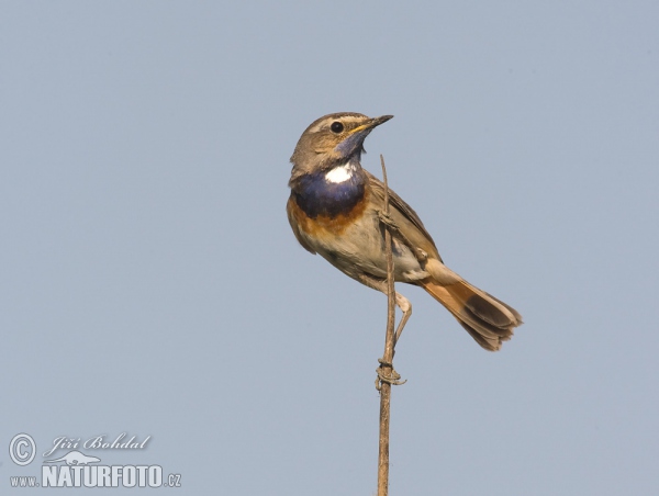 Bluethroat (Luscinia svecica)