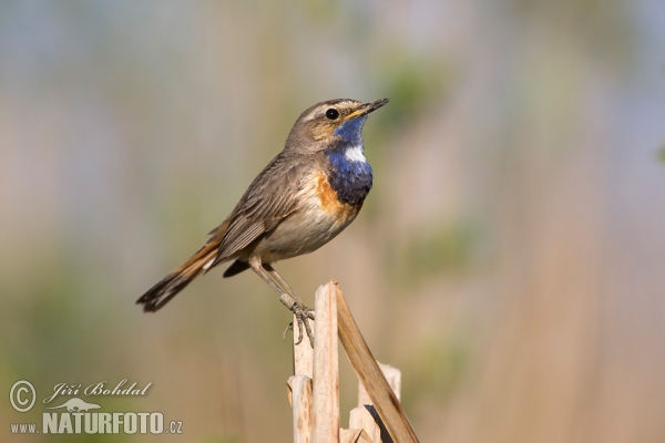 Bluethroat (Luscinia svecica)