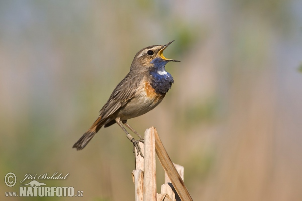 Bluethroat (Luscinia svecica)