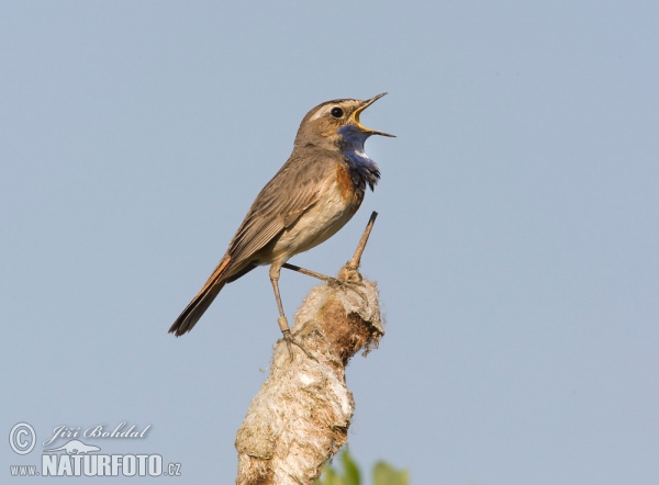 Bluethroat (Luscinia svecica)