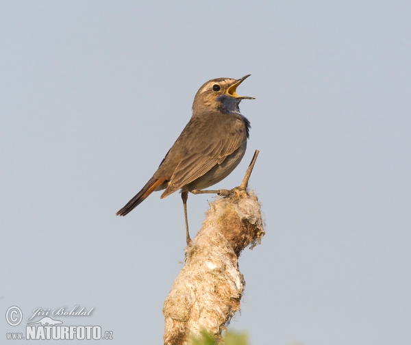 Bluethroat (Luscinia svecica)