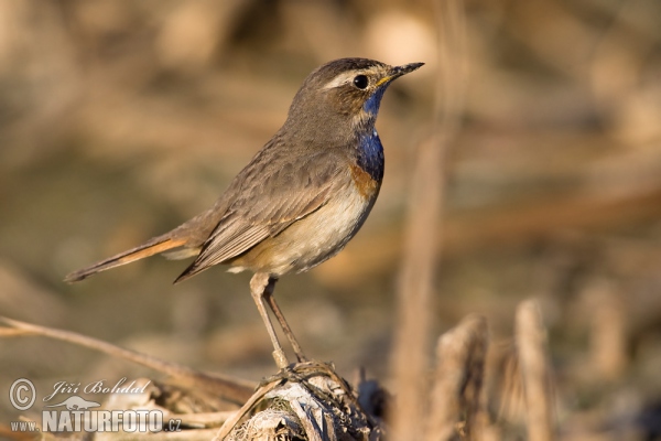 Bluethroat (Luscinia svecica)