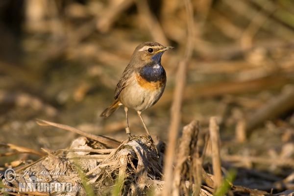 Bluethroat (Luscinia svecica)