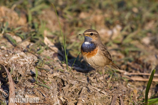 Bluethroat (Luscinia svecica)