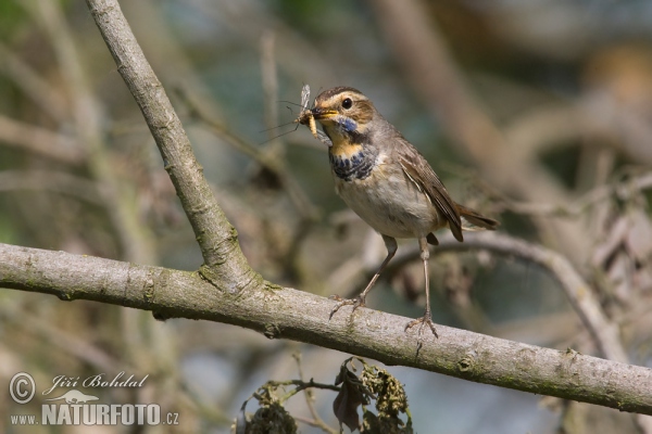 Bluethroat (Luscinia svecica)