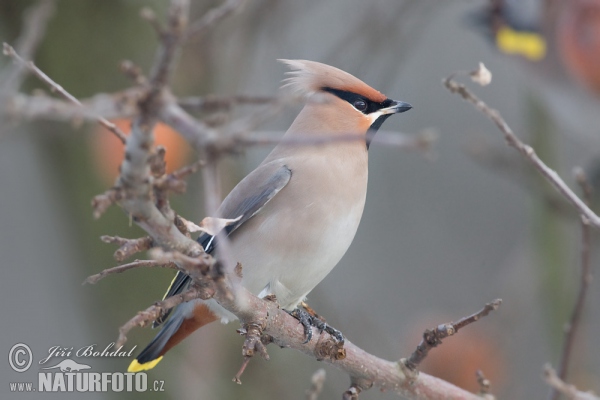 Bohemian Waxwing (Bombycilla garrulus)