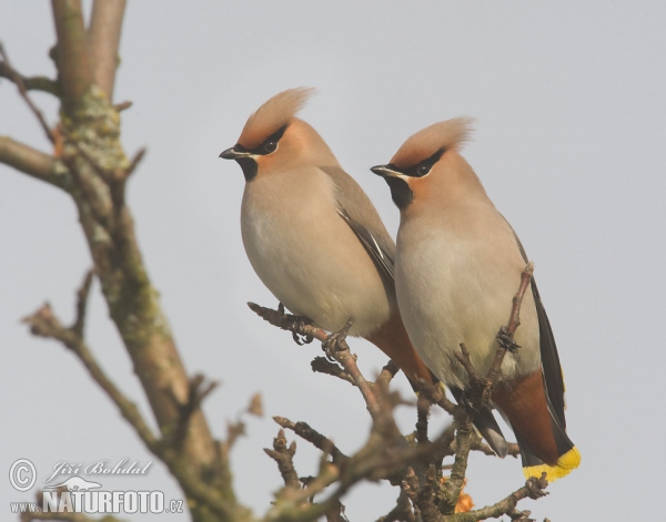 Bohemian Waxwing (Bombycilla garrulus)