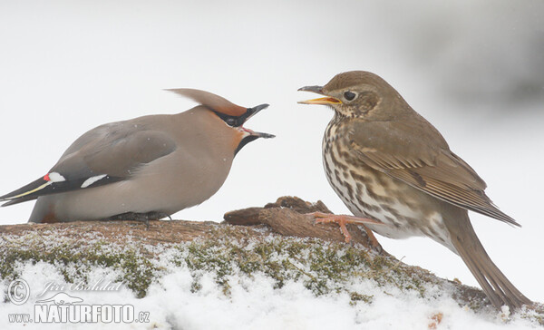 Bohemian Waxwing (Bombycilla garrulus)