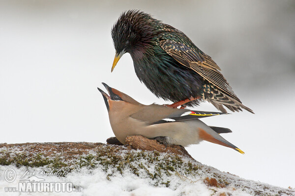 Bohemian Waxwing (Bombycilla garrulus)