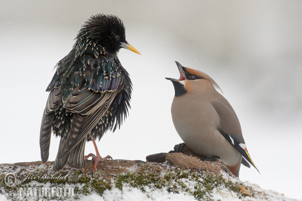 Bohemian Waxwing (Bombycilla garrulus)