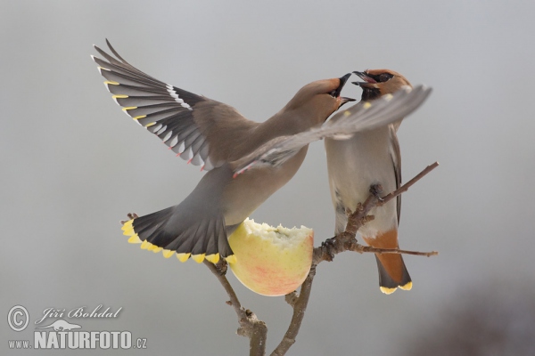 Bohemian Waxwing (Bombycilla garrulus)