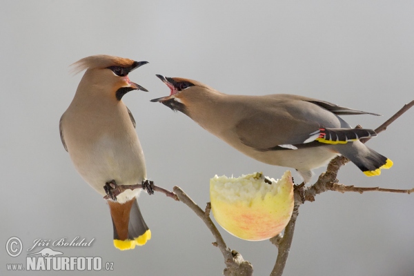 Bohemian Waxwing (Bombycilla garrulus)