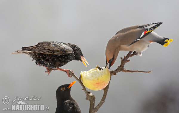 Bohemian Waxwing (Bombycilla garrulus)