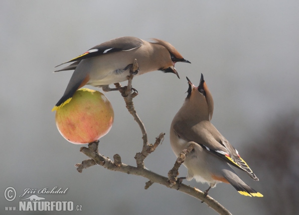 Bohemian Waxwing (Bombycilla garrulus)