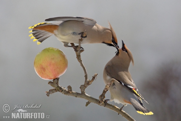 Bohemian Waxwing (Bombycilla garrulus)