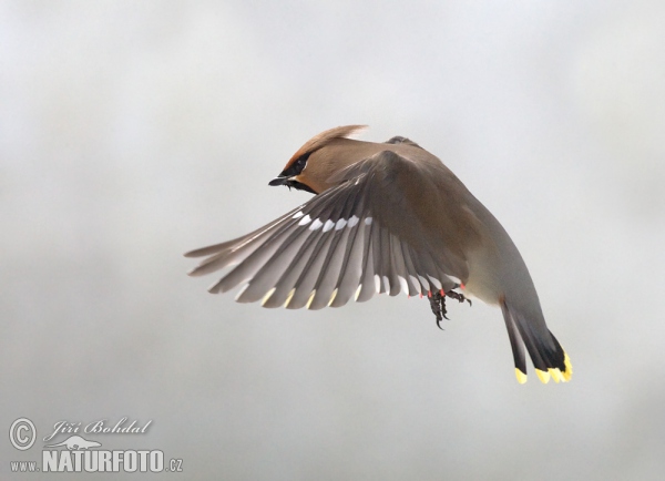 Bohemian Waxwing (Bombycilla garrulus)