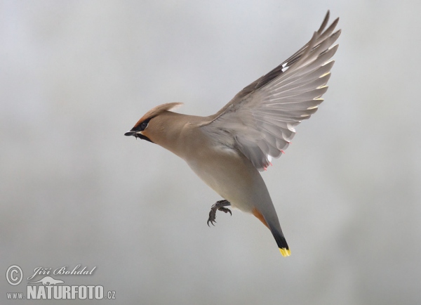 Bohemian Waxwing (Bombycilla garrulus)