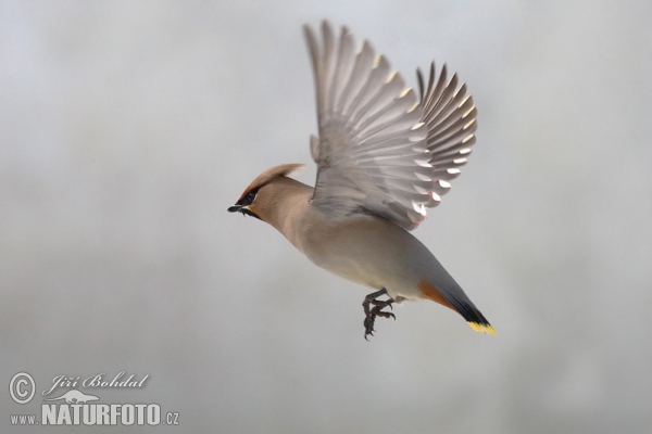 Bohemian Waxwing (Bombycilla garrulus)