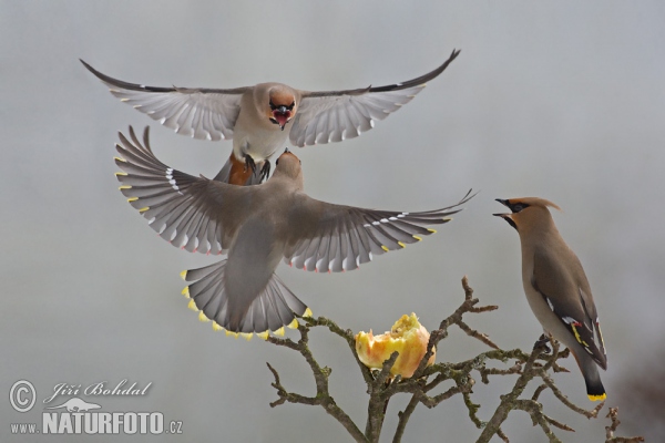 Bohemian Waxwing (Bombycilla garrulus)