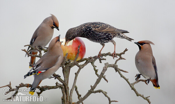 Bohemian Waxwing (Bombycilla garrulus)