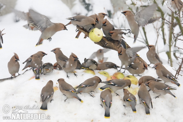 Bohemian Waxwing (Bombycilla garrulus)