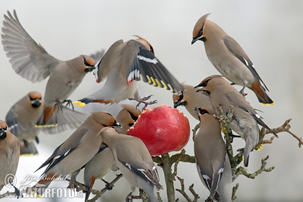 Bohemian Waxwing (Bombycilla garrulus)