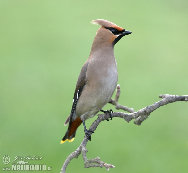 Bohemian Waxwing (Bombycilla garrulus)