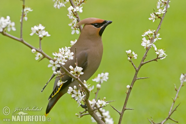 Bohemian Waxwing (Bombycilla garrulus)