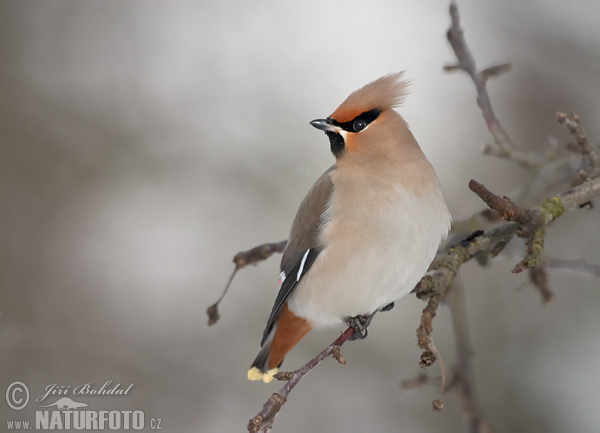 Bombycilla garrulus