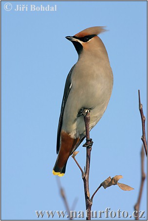 Bombycilla garrulus