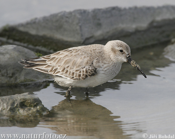 Bonte strandloper